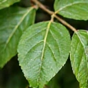 Extract de Gymnema Sylvestre